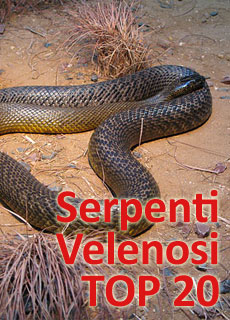 Serpenti velenosi: la classifica dei venti col veleno pi potente