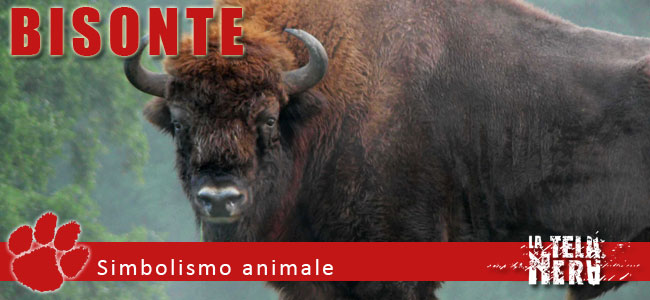 Simboli animali: il significato del Bisonte