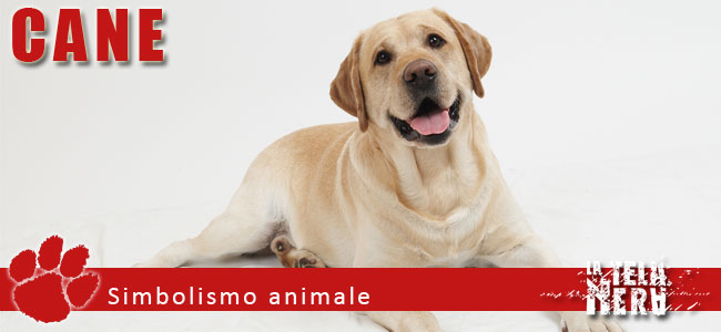 Simboli animali: il significato del Cane