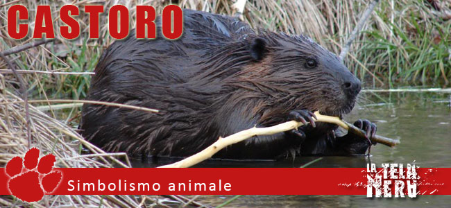 Simbolo animale: significato del Corvo tra mitologia ed esoterismo