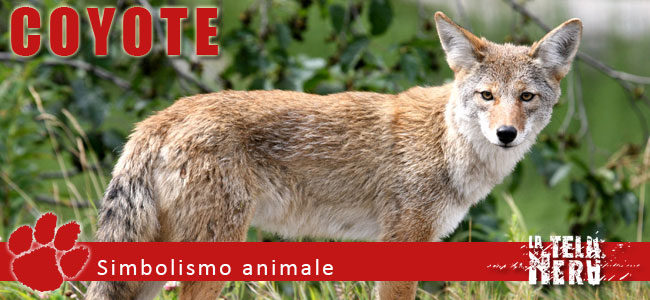 Simboli animali: il significato del Coyote