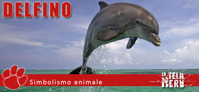 Simboli animali: il significato del Delfino