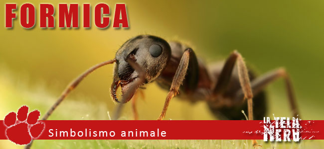 Simboli animali: il significato del Formica