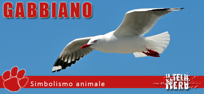 Simboli animali: il significato del Gabbiano