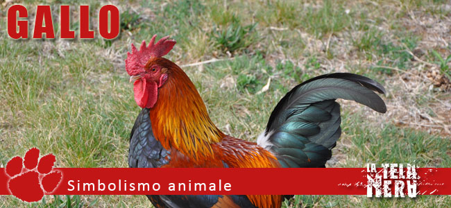 Simboli animali: il significato del Gallo