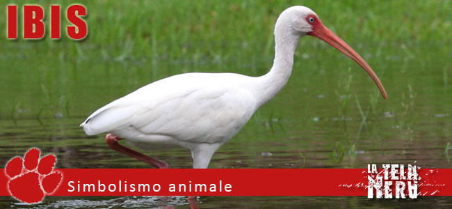 Simboli animali: il significato dell'Ibis