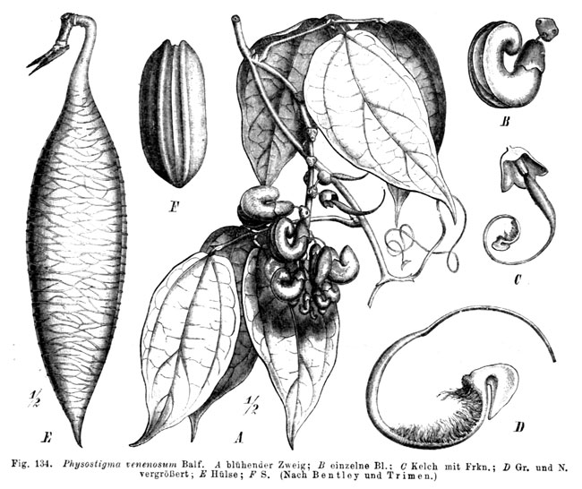 La Fava del Calabar (Physostigma Venenosum)