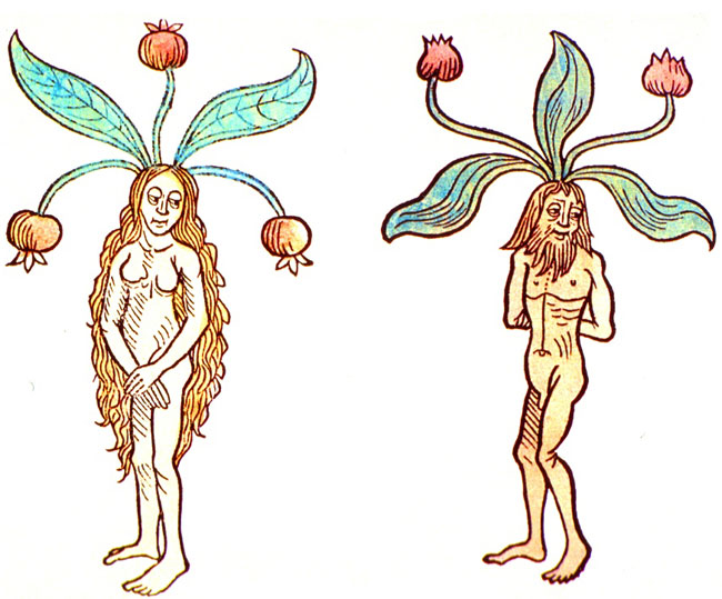 Illustrazione di Mandragola femmina e maschio da un vecchio codice