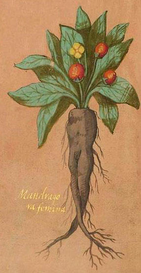 Illustrazione di Mandragola femmina