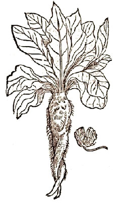 Illustrazione di Mandragora officinaru