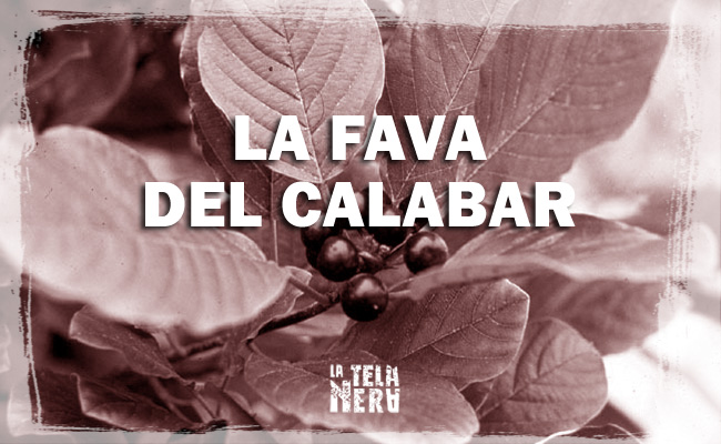 La Fava del Calabar (Physostigma Venenosum)